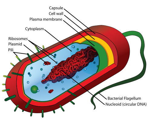 Bacterial Cells Public Domain.PNG